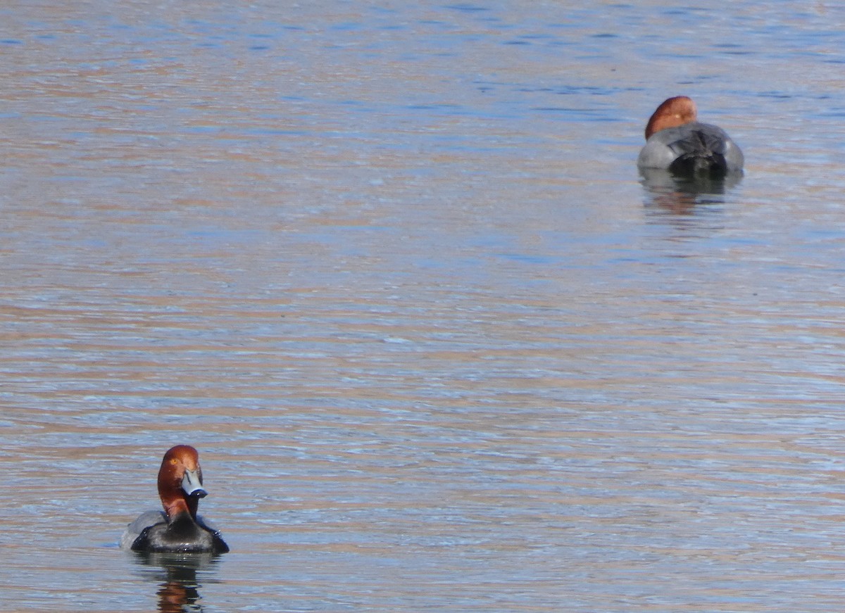 Redhead - ML208008291