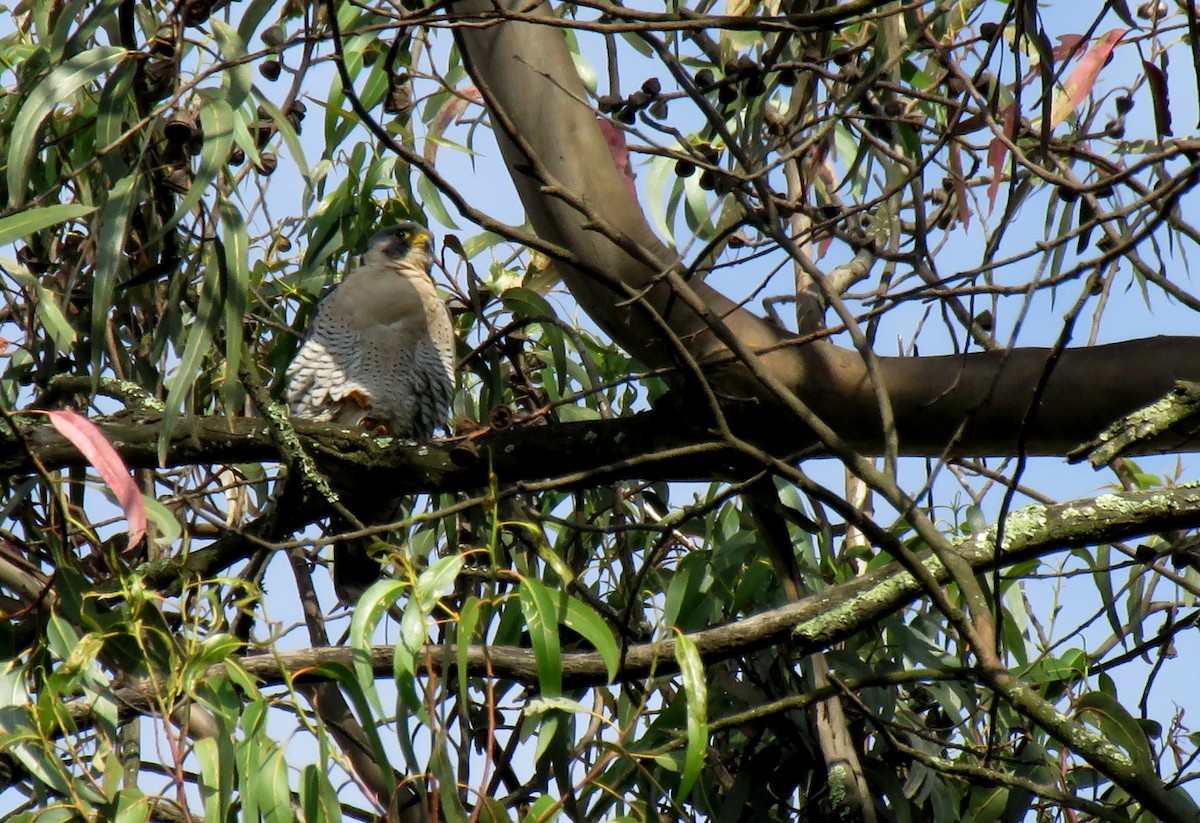 Peregrine Falcon - ML208010671