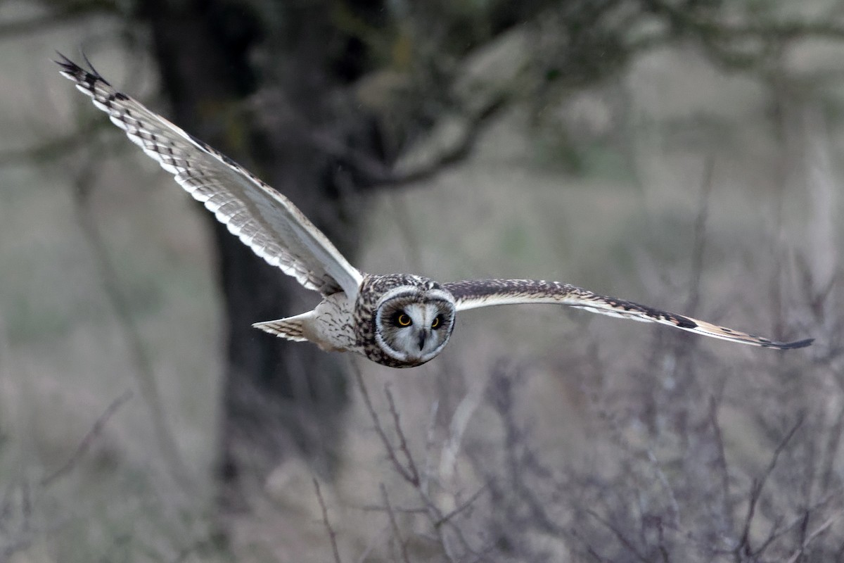 Short-eared Owl - ML208011241