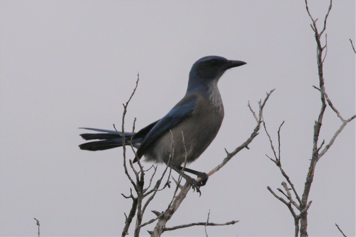 Woodhouse's Scrub-Jay - ML208011491