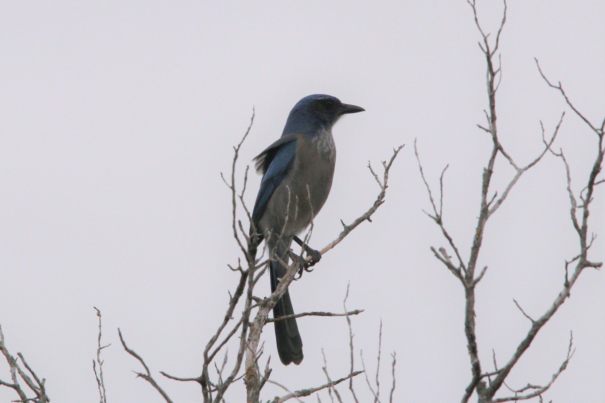 Woodhouse's Scrub-Jay - ML208011521
