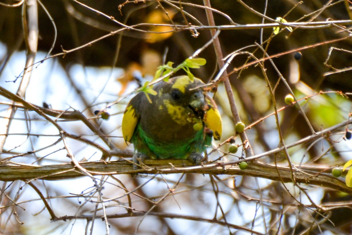 Meyer's Parrot - ML208014241