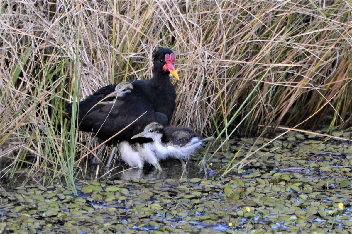 Wattled Jacana - Robert  Whetham