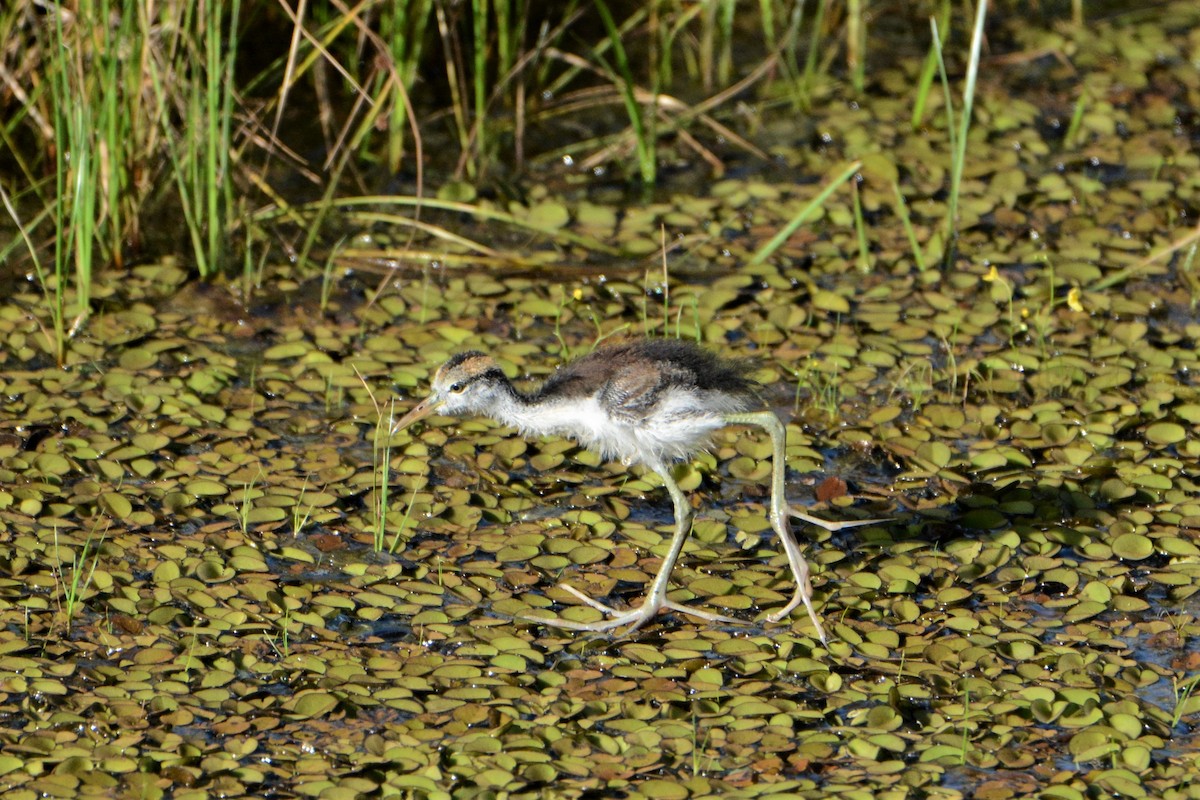 Wattled Jacana - Robert  Whetham