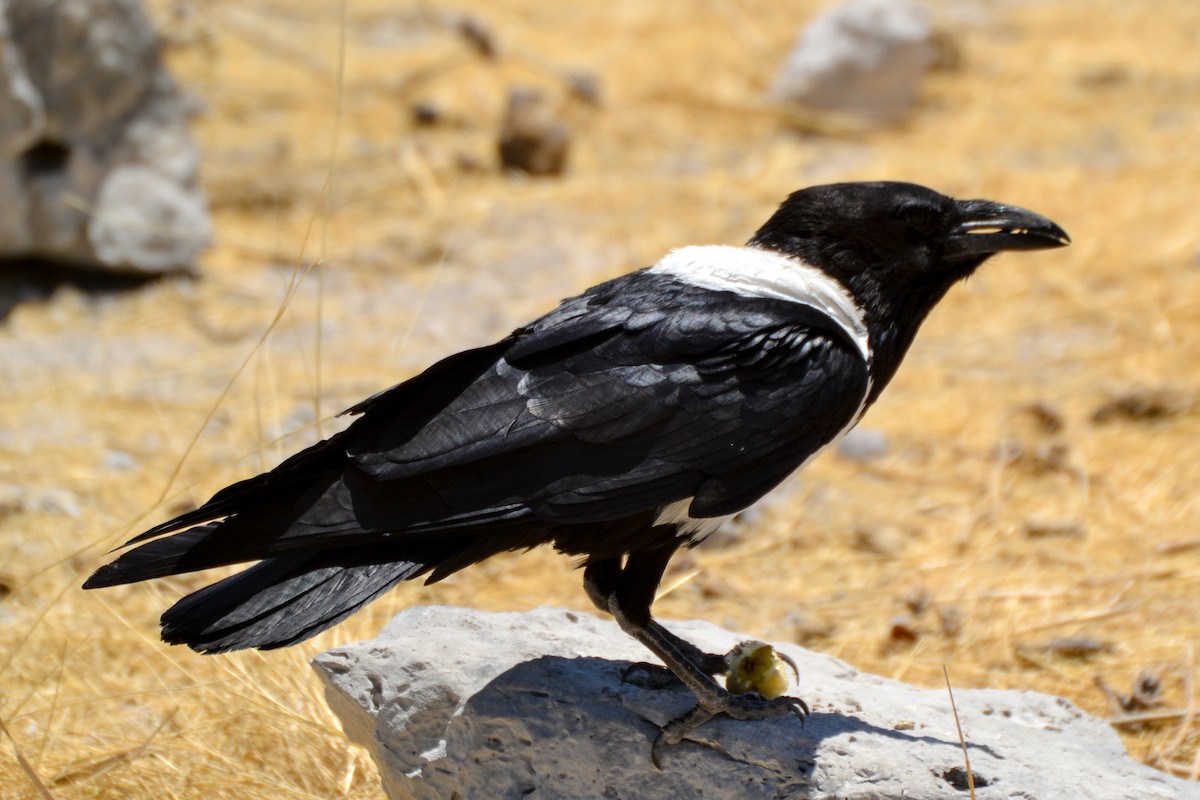 Pied Crow - ML208016821