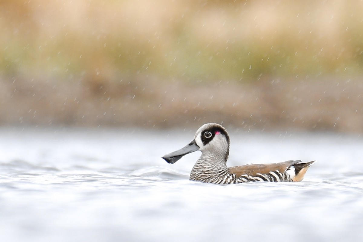 Pink-eared Duck - Lachlan Read