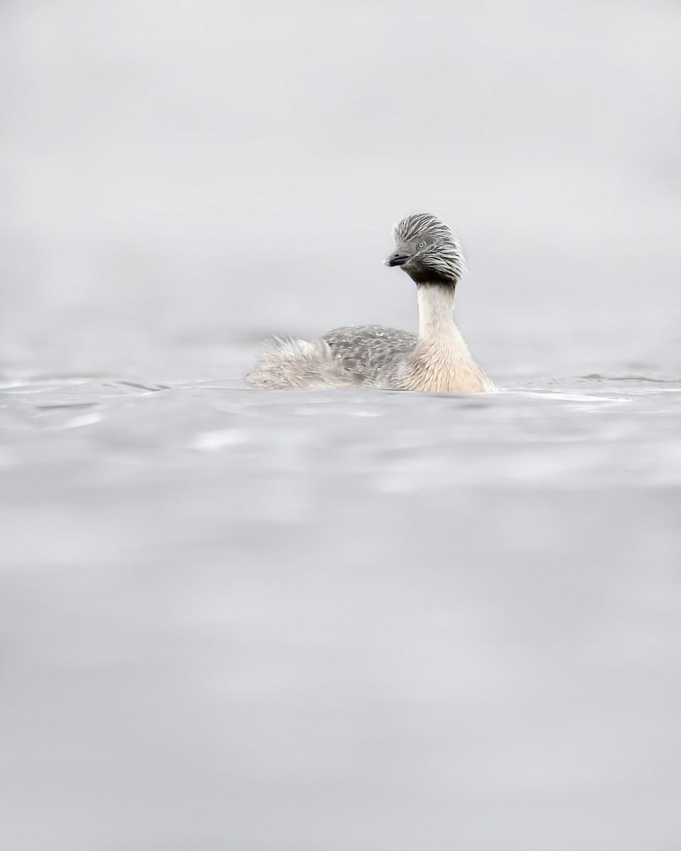 Hoary-headed Grebe - ML208019061