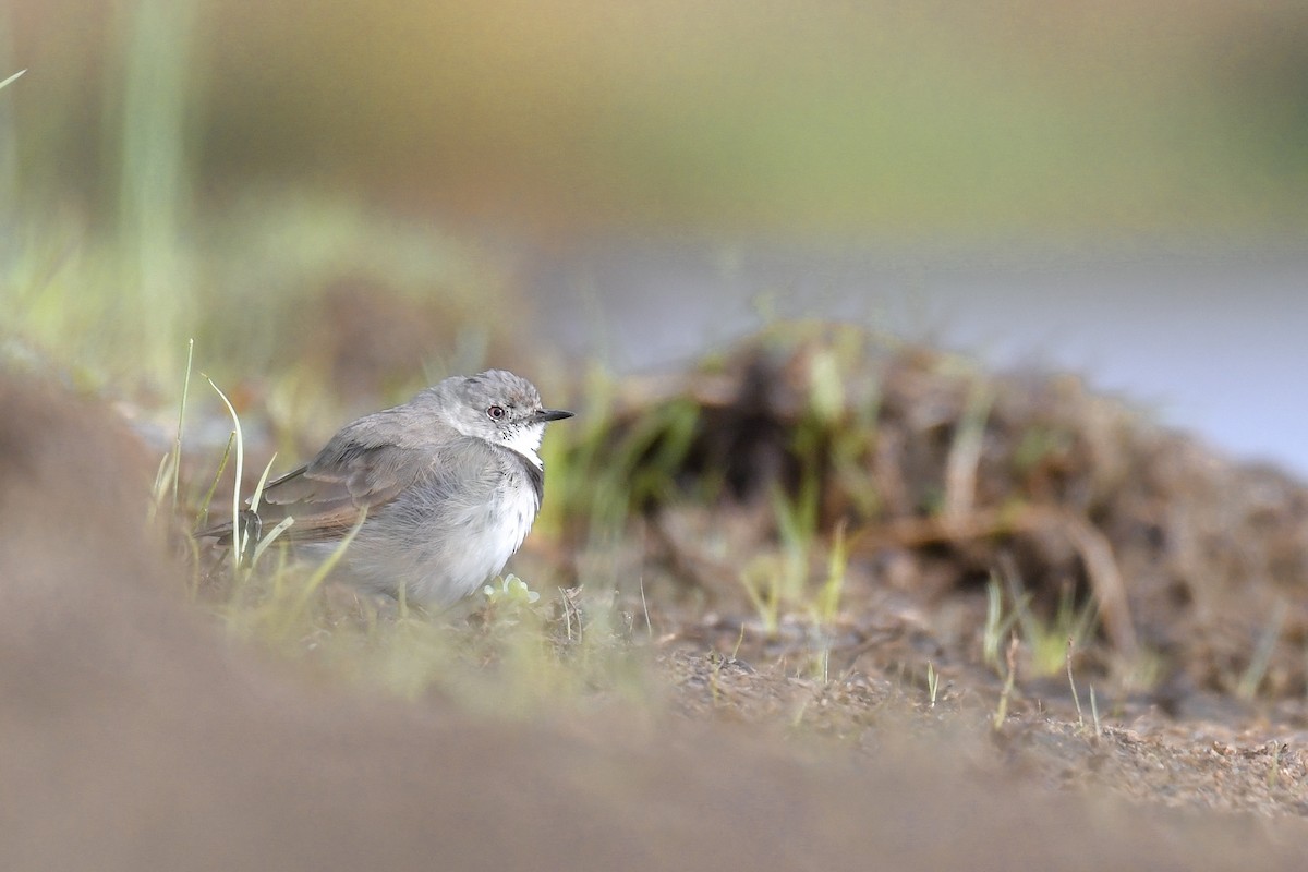 White-fronted Chat - ML208019681