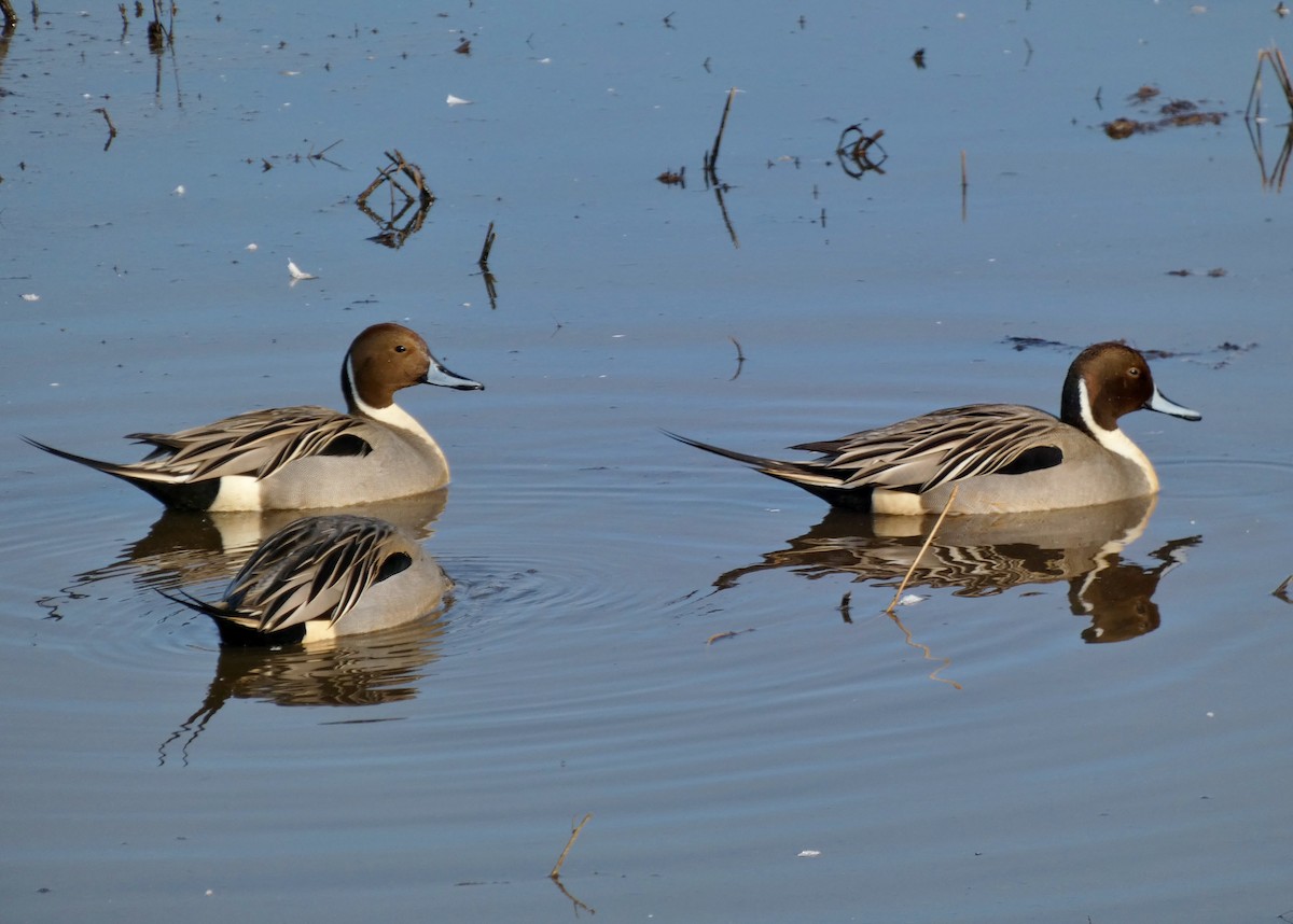 Northern Pintail - David Assmann
