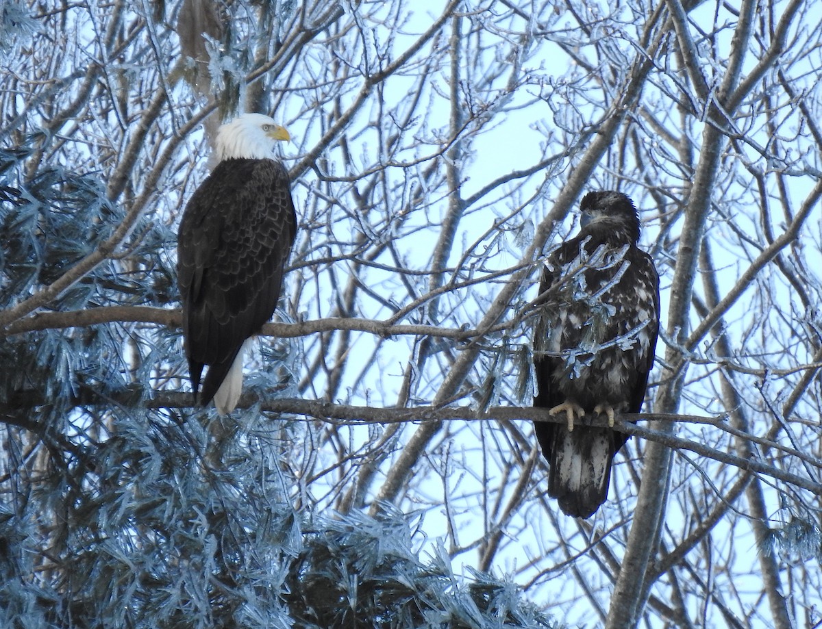 Bald Eagle - ML208021631