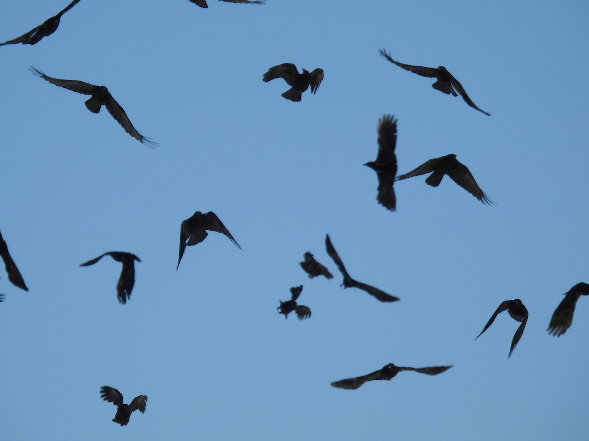 American Crow - Glenn Hodgkins