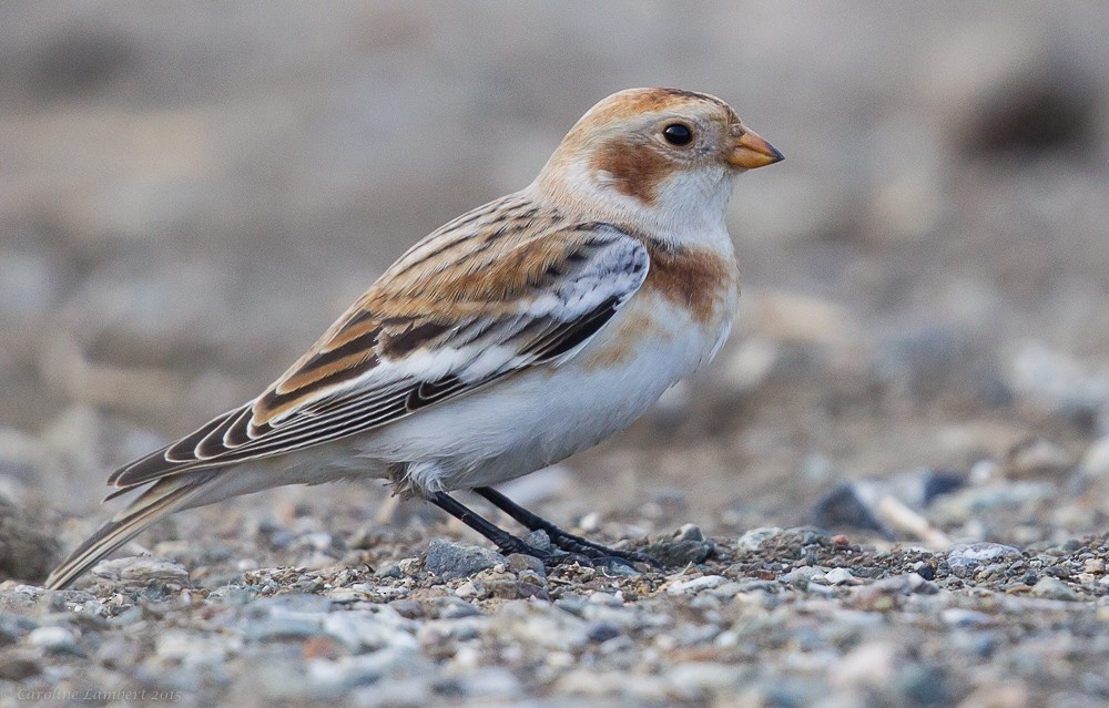 Snow Bunting - Caroline Lambert