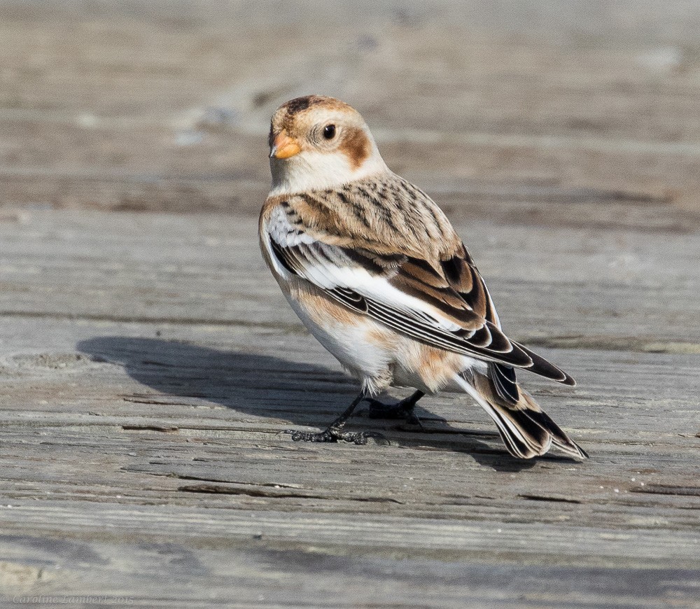 Snow Bunting - Caroline Lambert