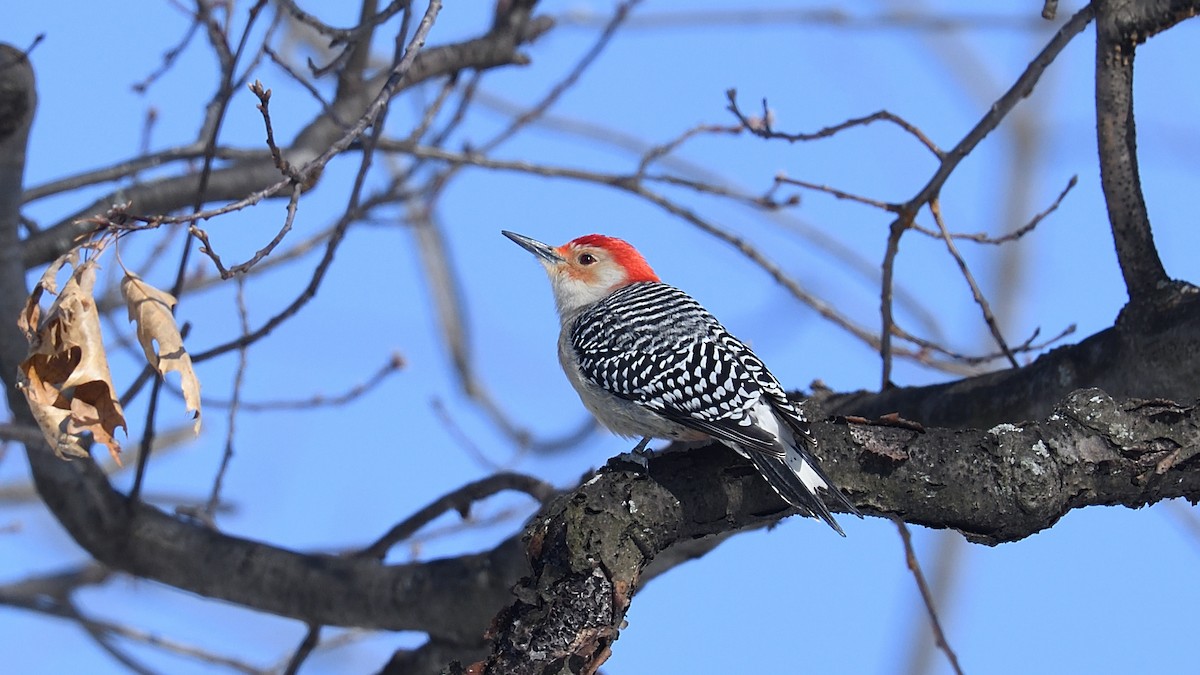Red-bellied Woodpecker - ML208023791