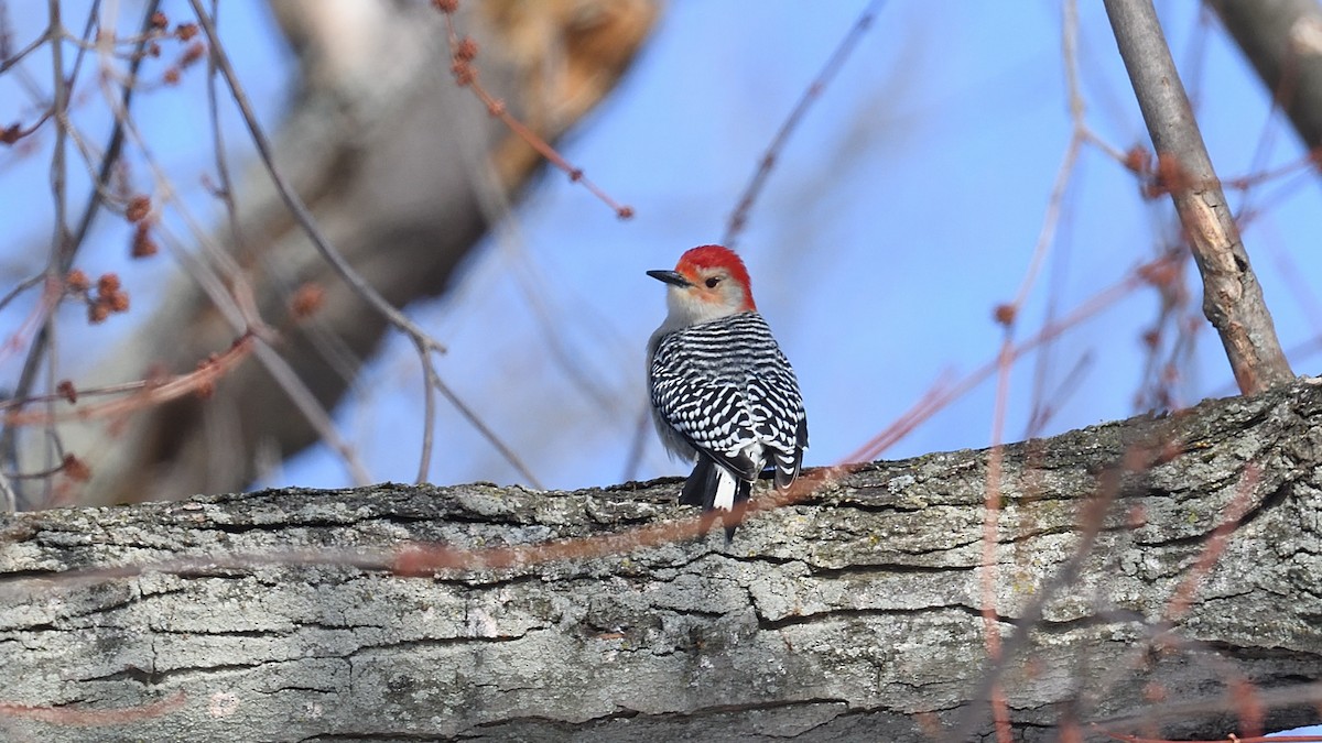Red-bellied Woodpecker - ML208023851
