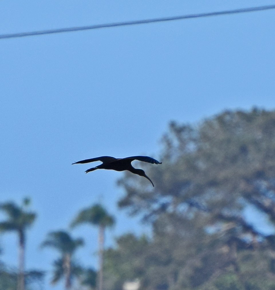 ibis americký - ML20802411