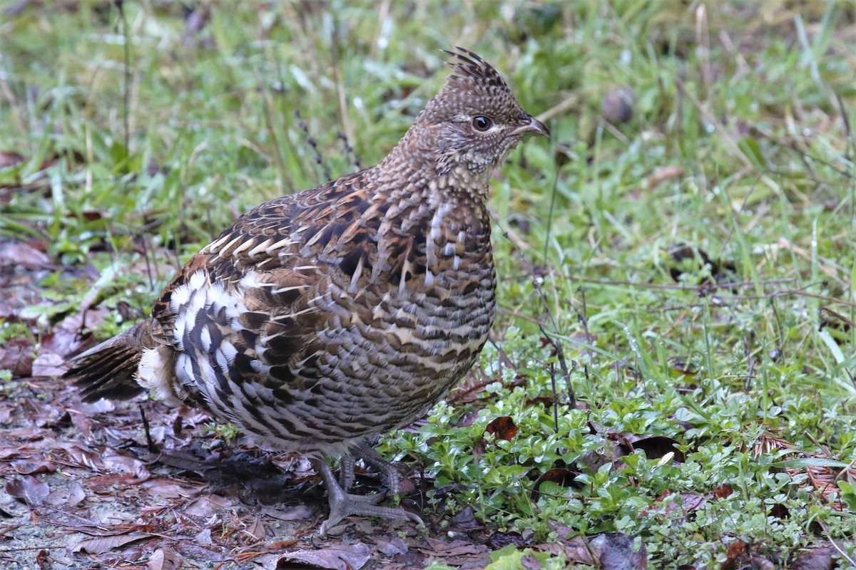 Ruffed Grouse - mario balitbit