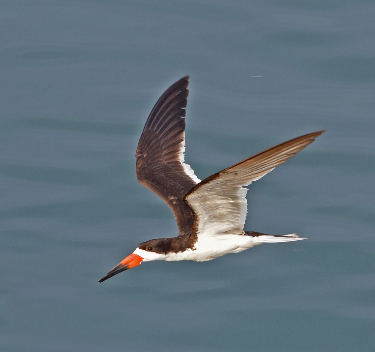 Black Skimmer - ML20802651