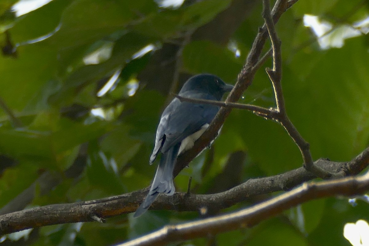 White-bellied Drongo - Peter Kaestner