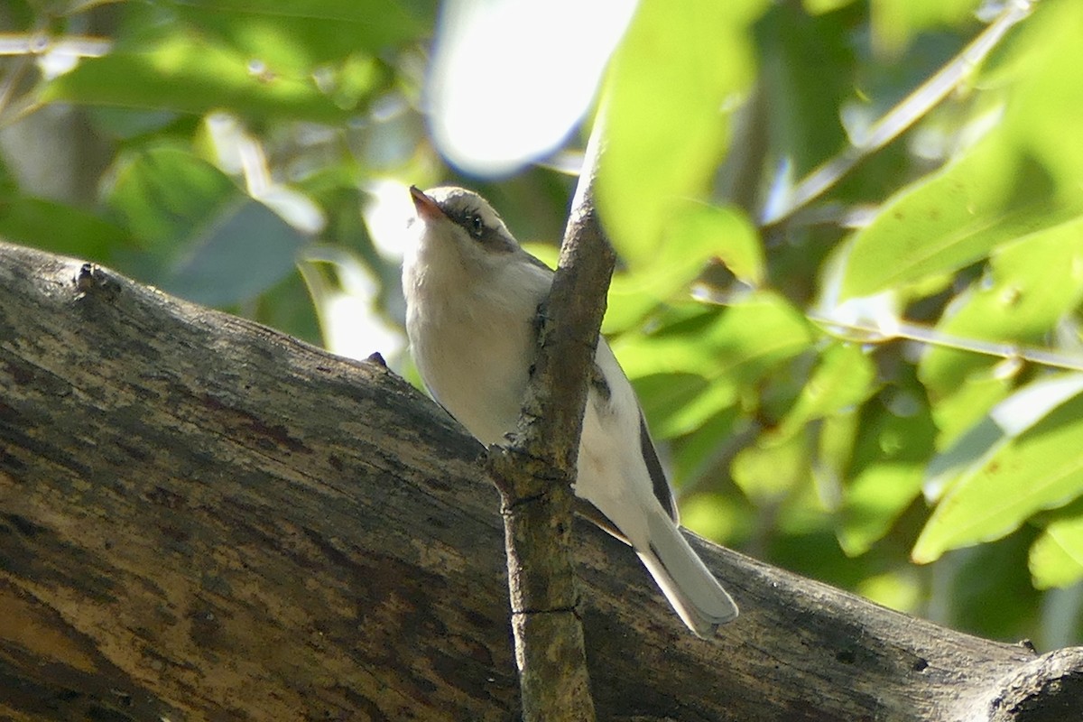 Common Woodshrike - ML208026681