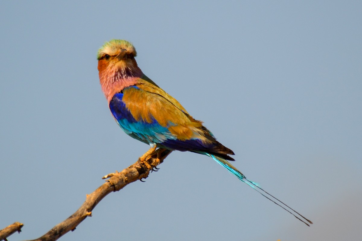 Lilac-breasted Roller - Alison Bentley