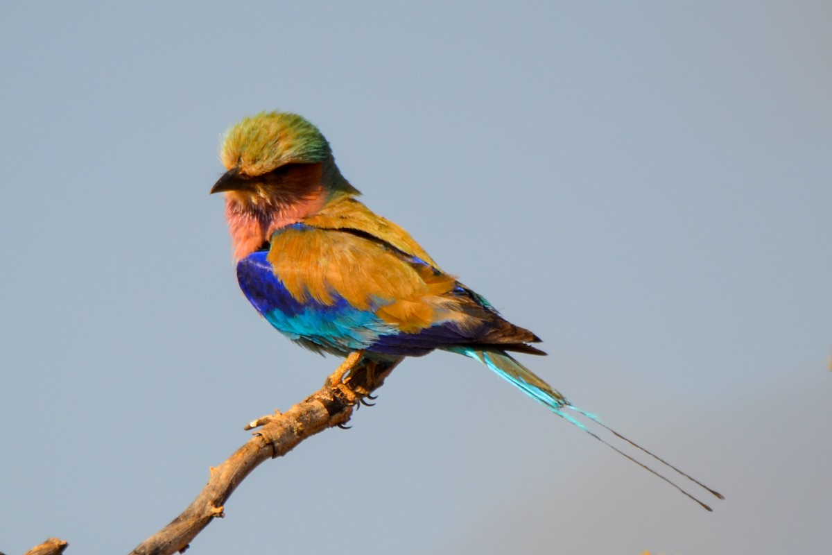 Lilac-breasted Roller - Alison Bentley