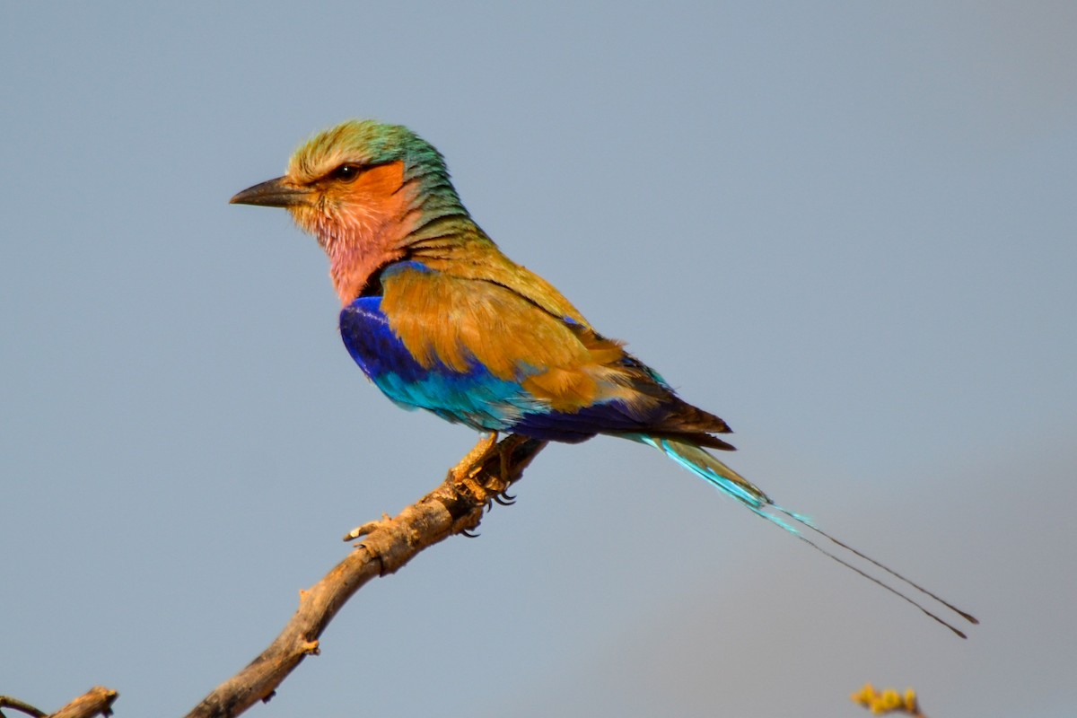 Lilac-breasted Roller - Alison Bentley