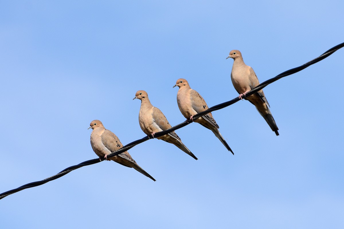 Mourning Dove - Lewis Ulrey