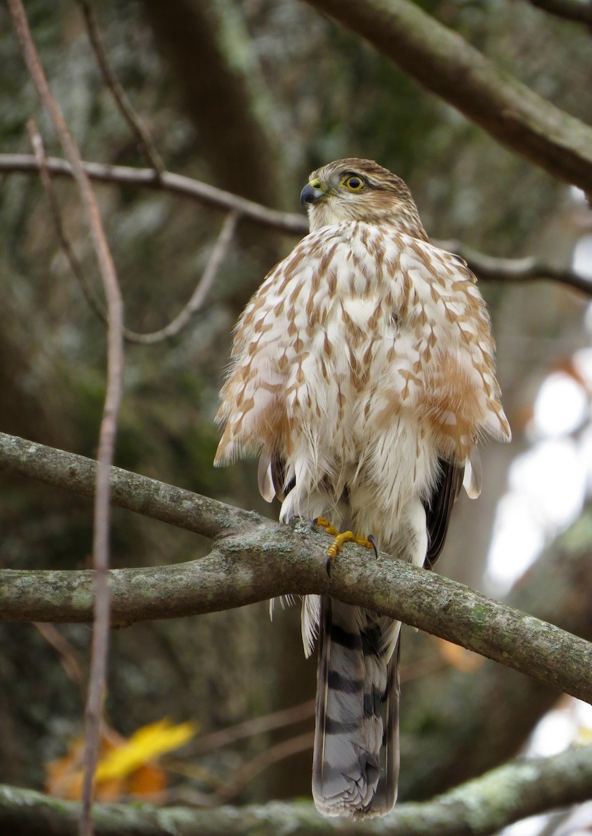 Sharp-shinned Hawk - Nathan Dubrow