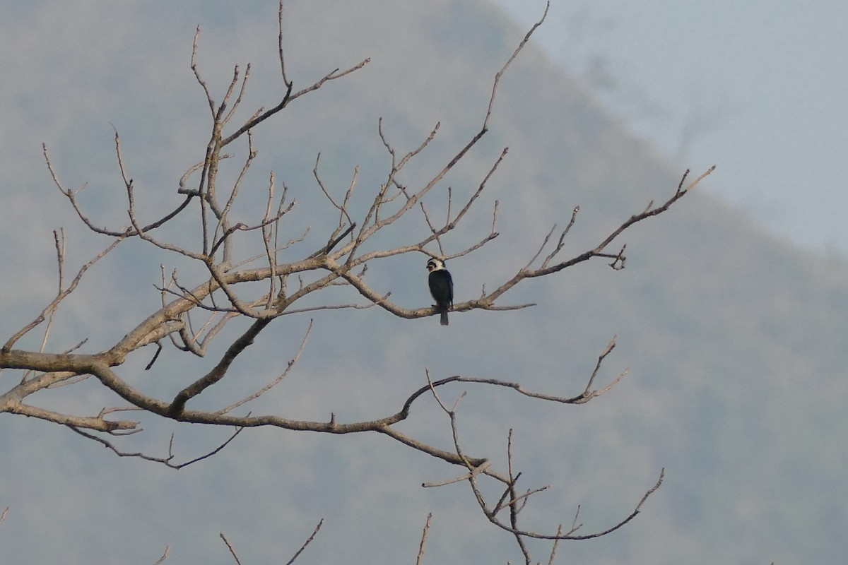 Collared Falconet - ML208030591