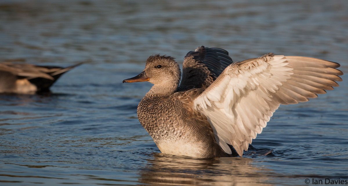 Gadwall - Ian Davies
