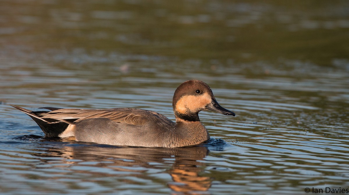 Gadwall x Northern Pintail (hybrid) - Ian Davies