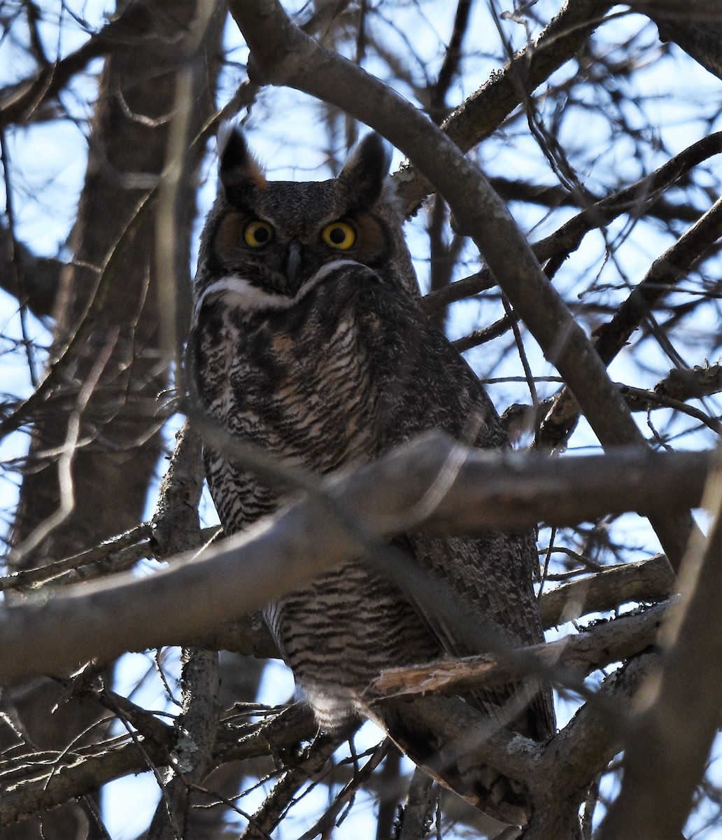 Great Horned Owl - Peter Muir