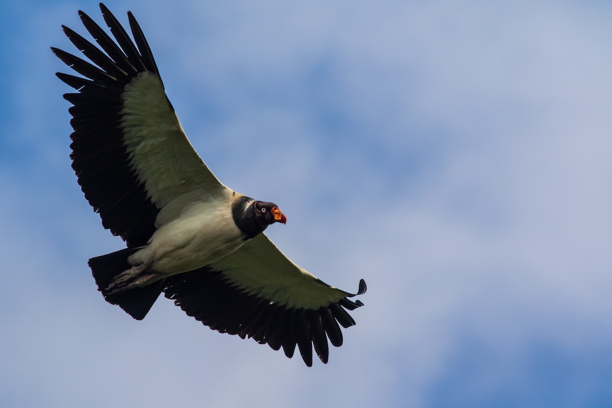 King Vulture - Francis Canto Jr
