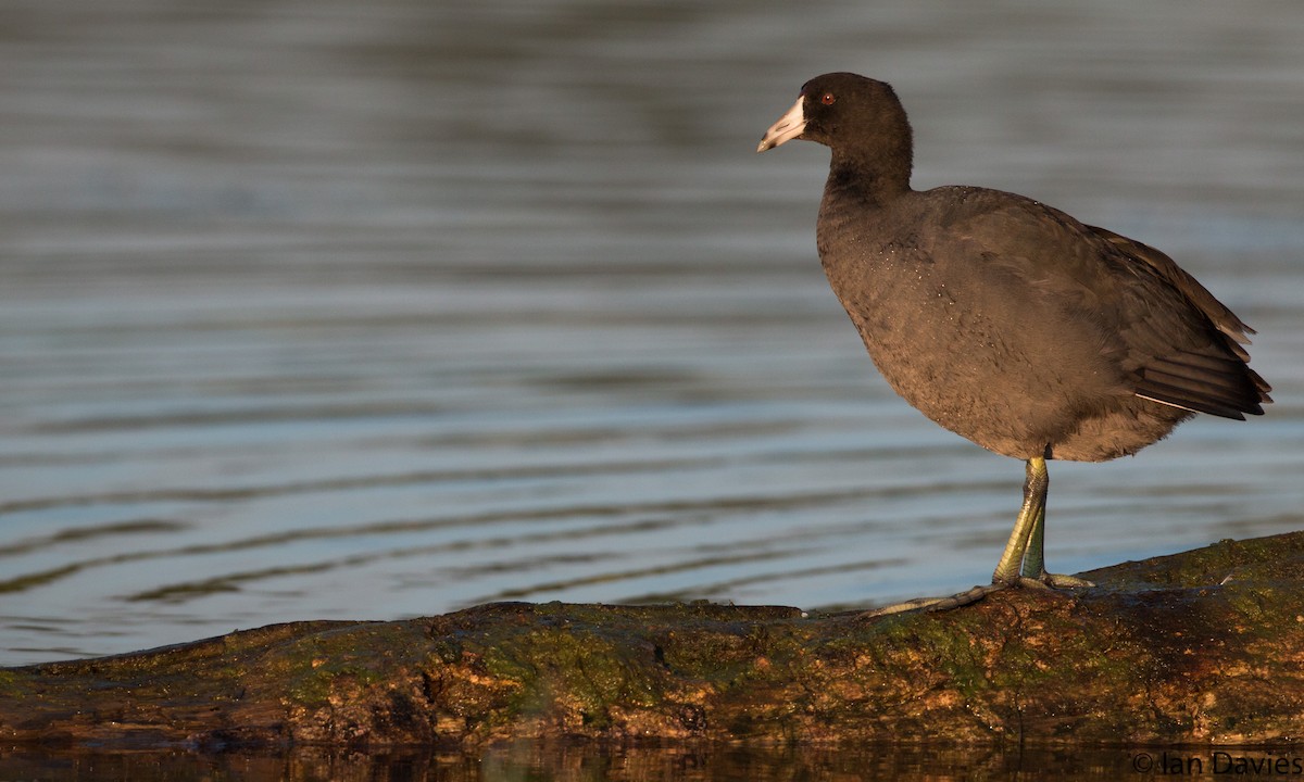 American Coot (Red-shielded) - Ian Davies