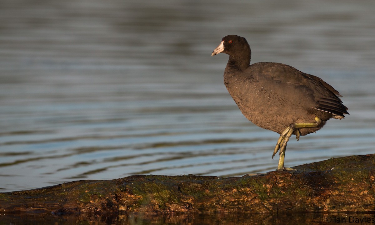 American Coot (Red-shielded) - Ian Davies