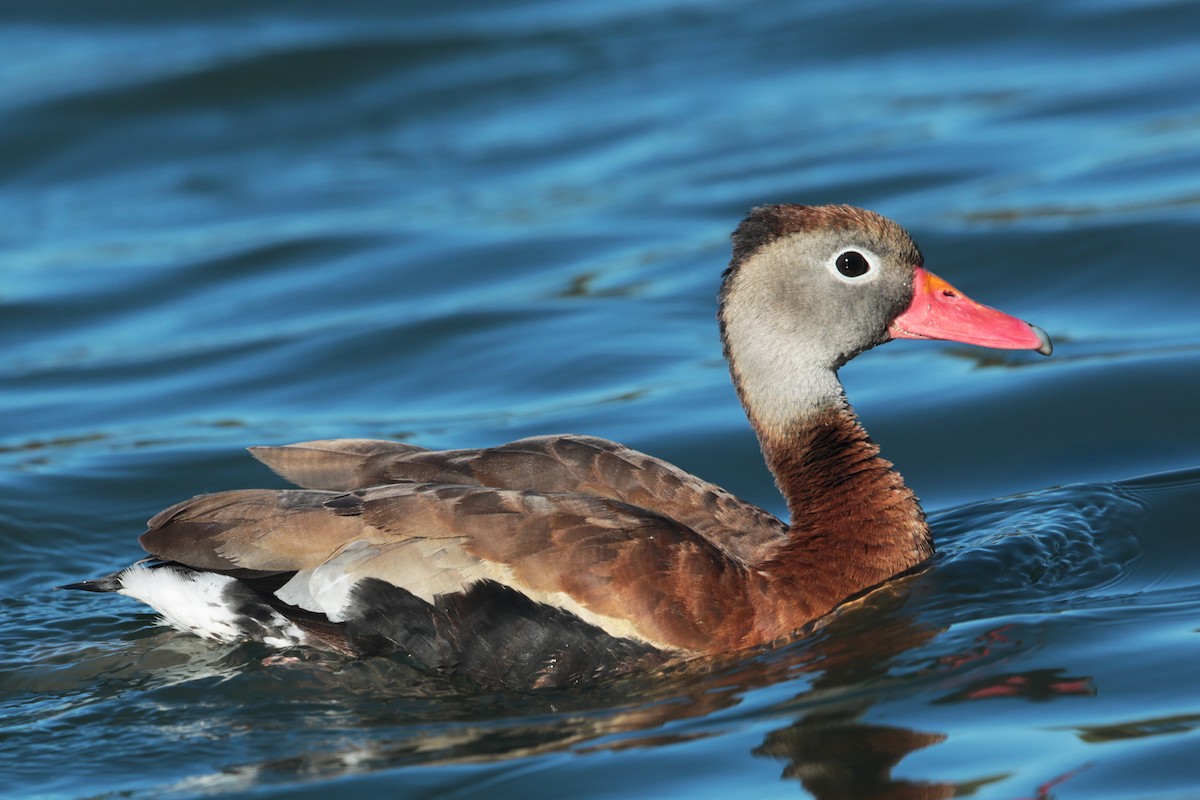 Black-bellied Whistling-Duck - Aaron Maizlish