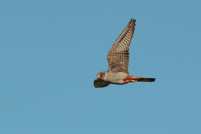 Red-footed Falcon - ML20803741