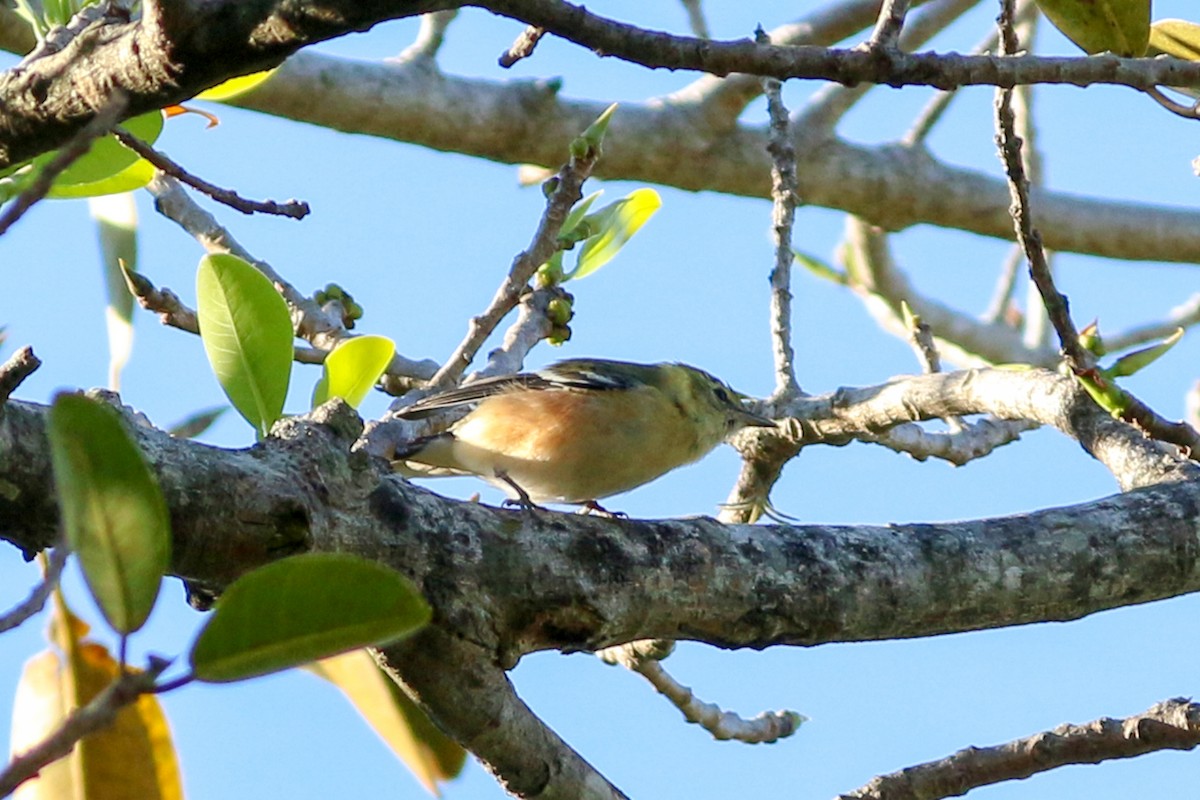 Bay-breasted Warbler - ML208037771