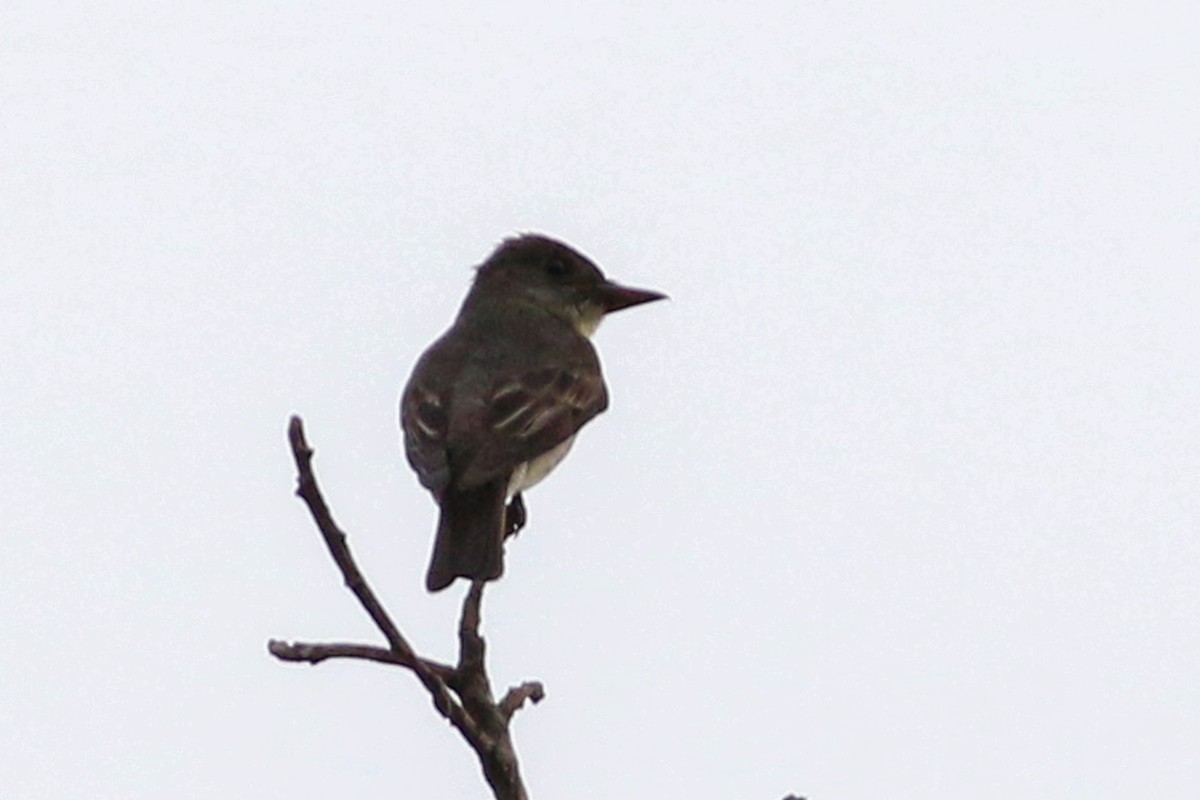 Olive-sided Flycatcher - ML208041171