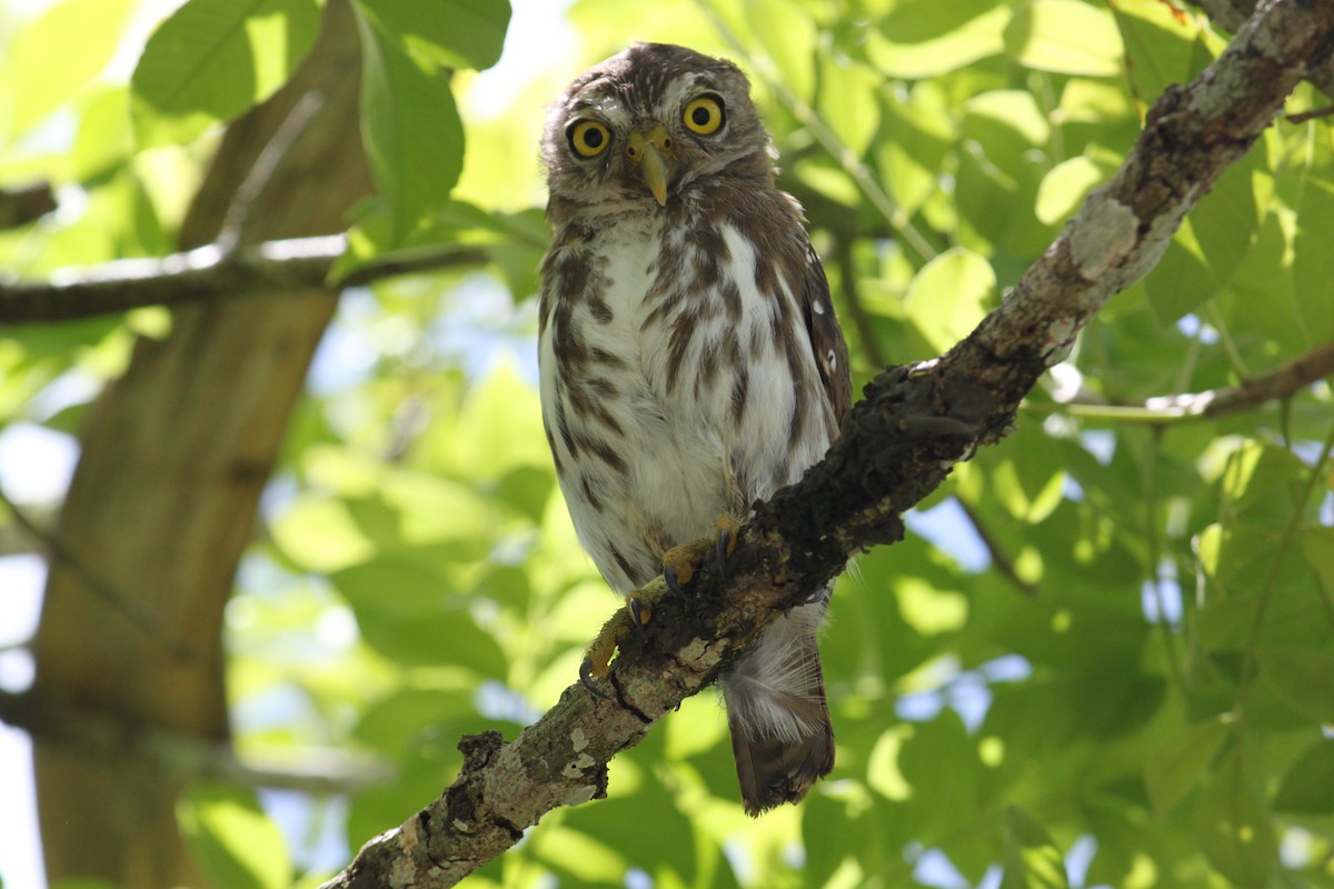 Ferruginous Pygmy-Owl - ML208042471