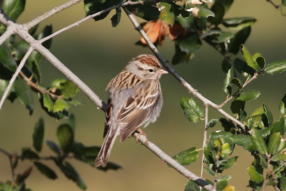 Chipping Sparrow - ML208043521