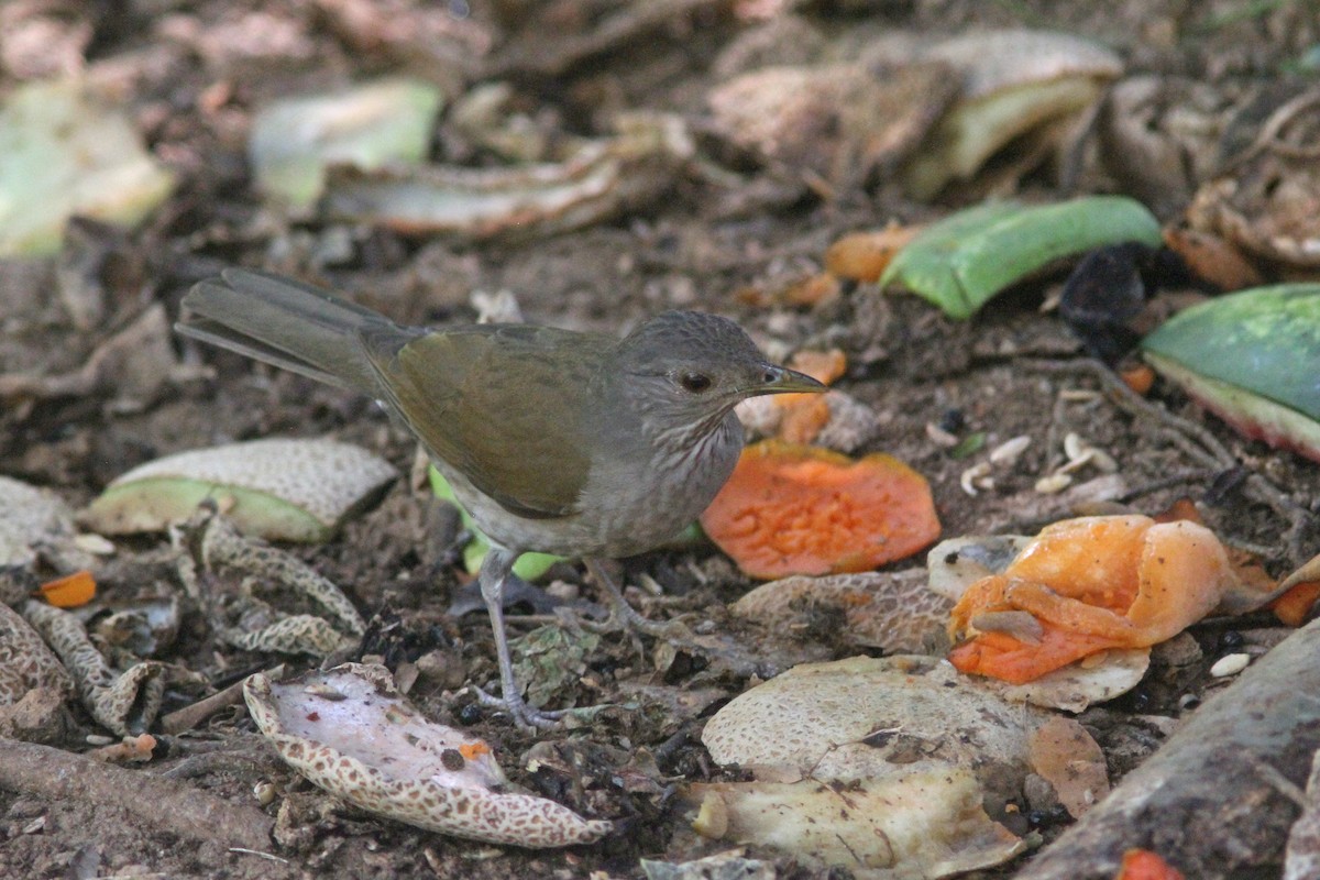 Pale-breasted Thrush - Larry Therrien