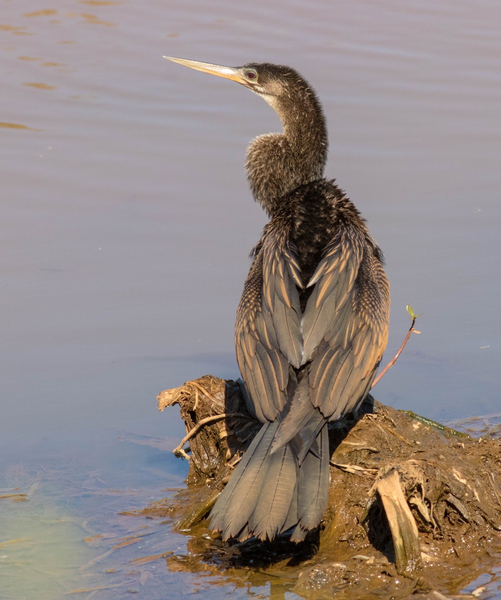 Anhinga - Glenn Berry