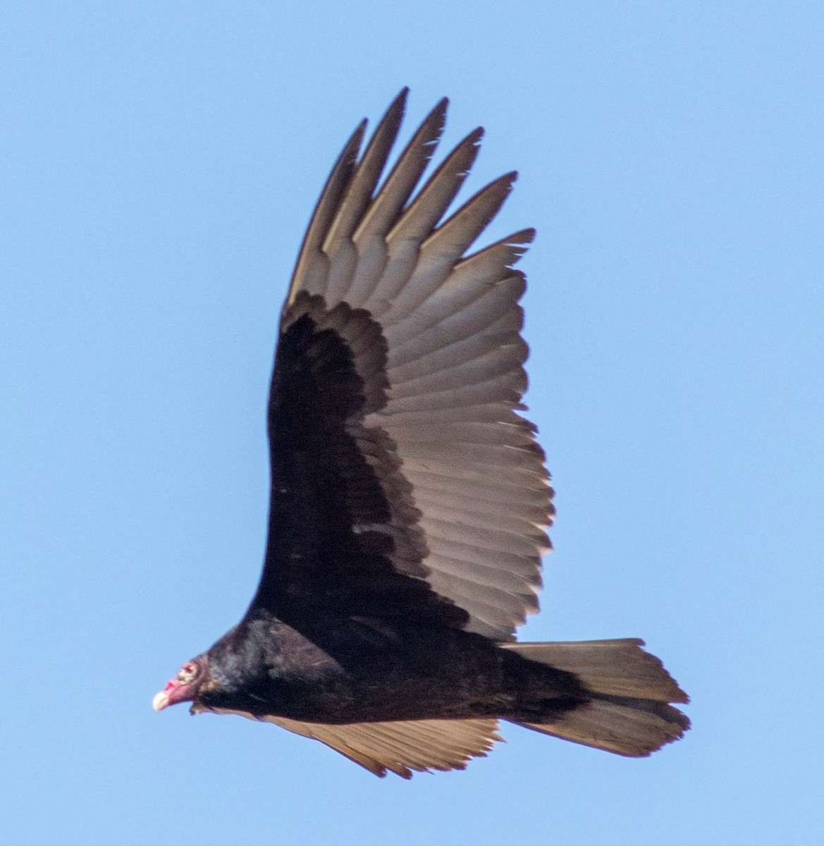 Turkey Vulture - ML208044421
