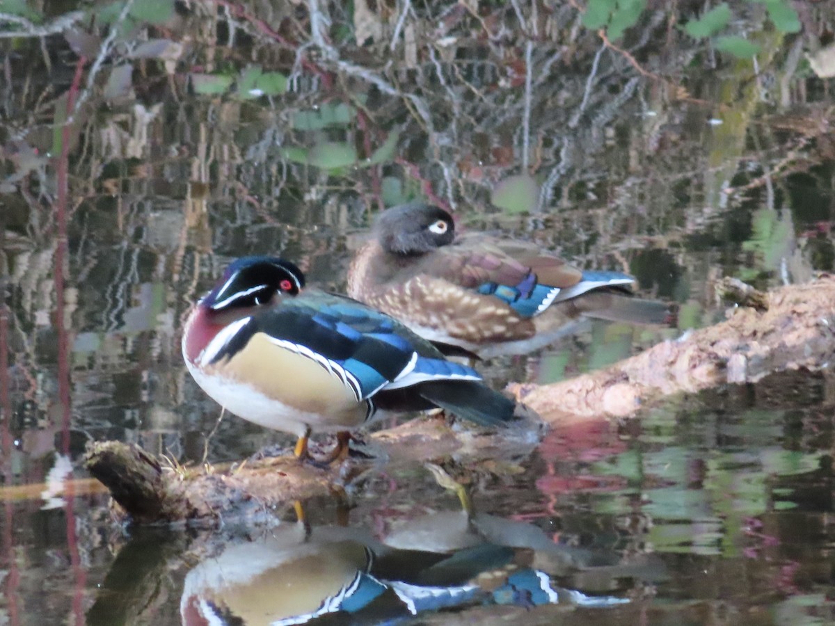 Wood Duck - Wayne Smith