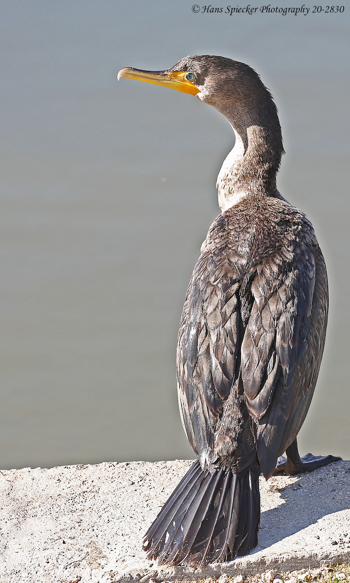 Double-crested Cormorant - ML208047341