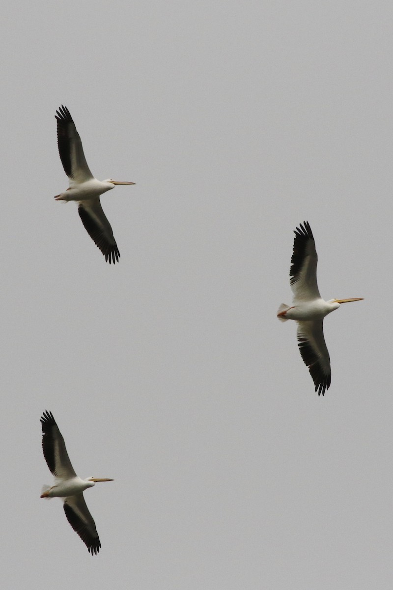 American White Pelican - Don Brode
