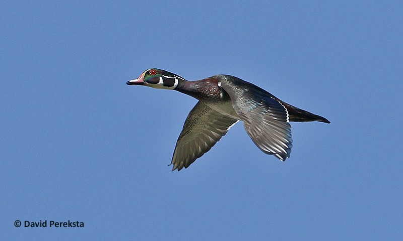 Wood Duck - David Pereksta