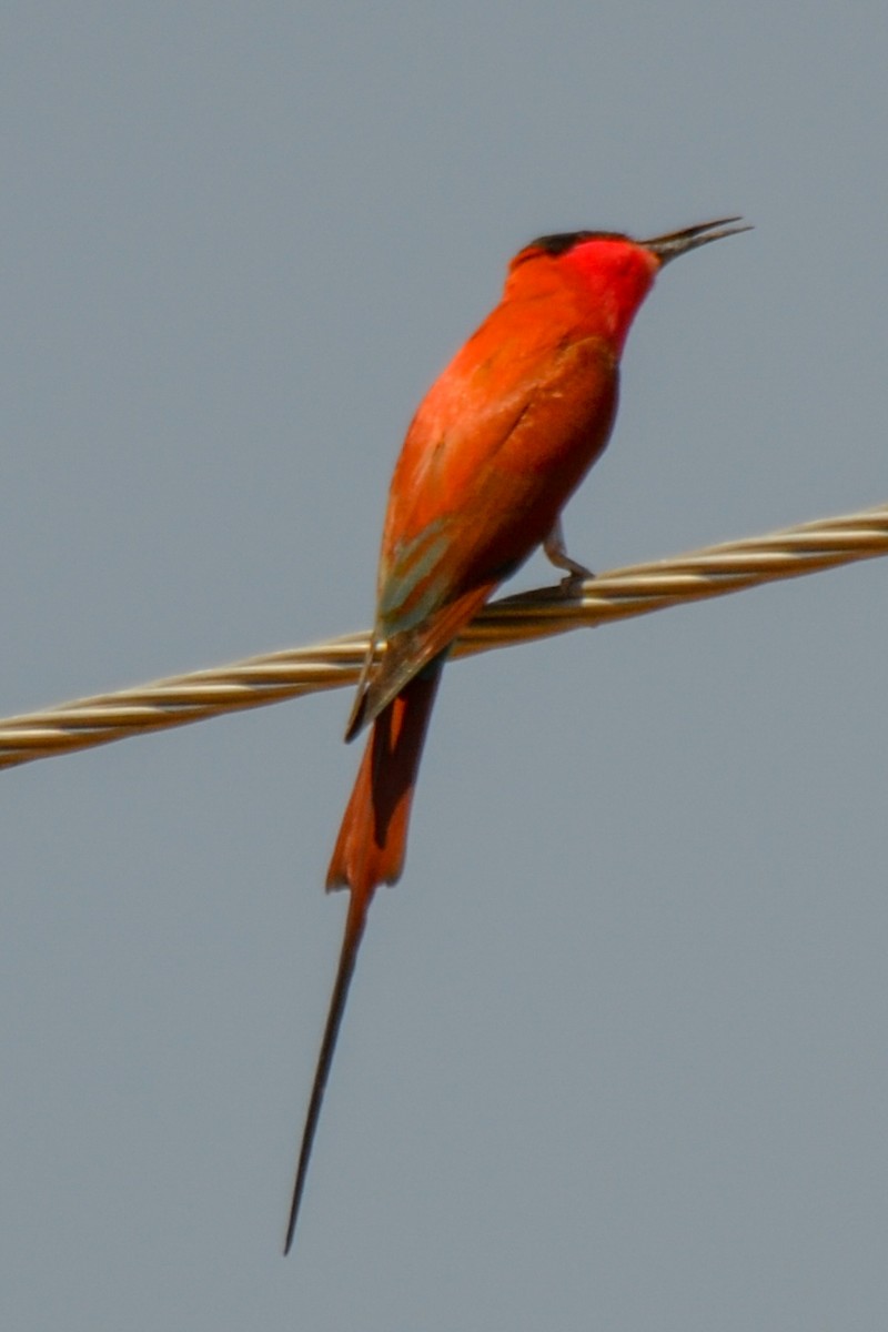 Southern Carmine Bee-eater - Alison Bentley